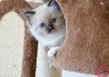 chaton Ginger - 5 semaines - Chatterie Ragdolls du Val de Beauvoir